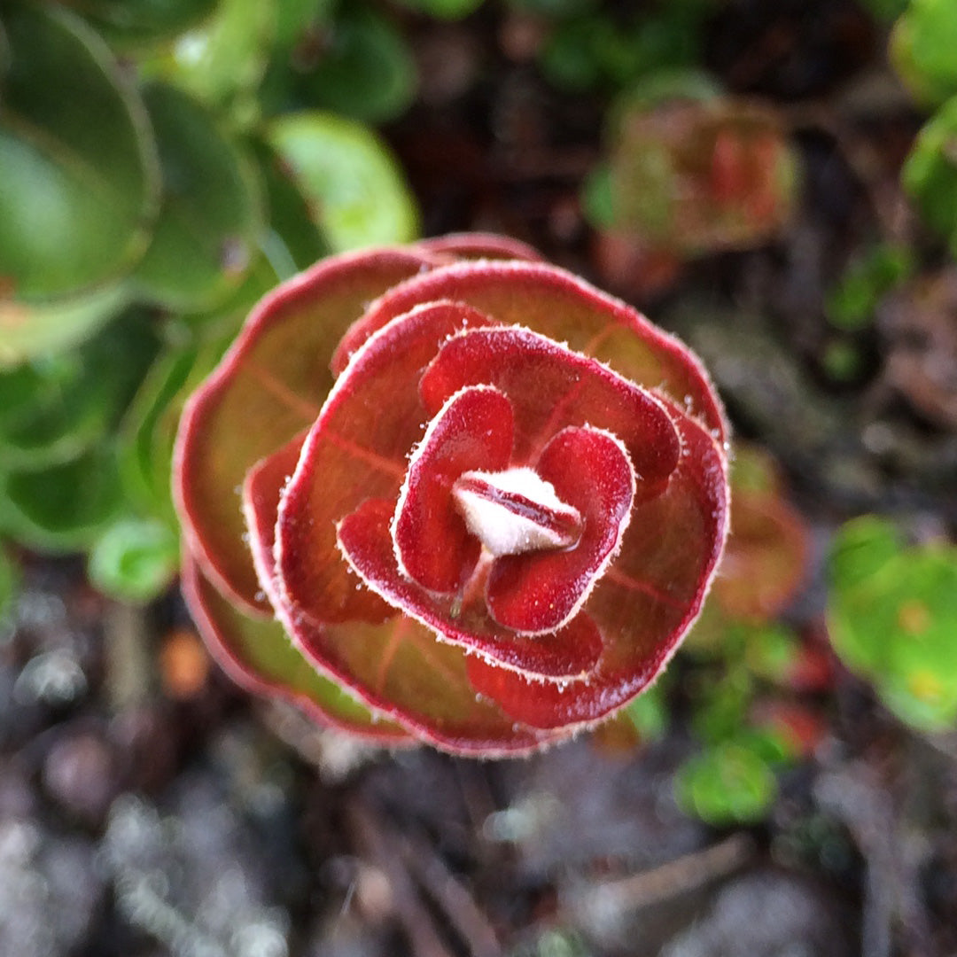 SZ / ACG / NIKE - 2021